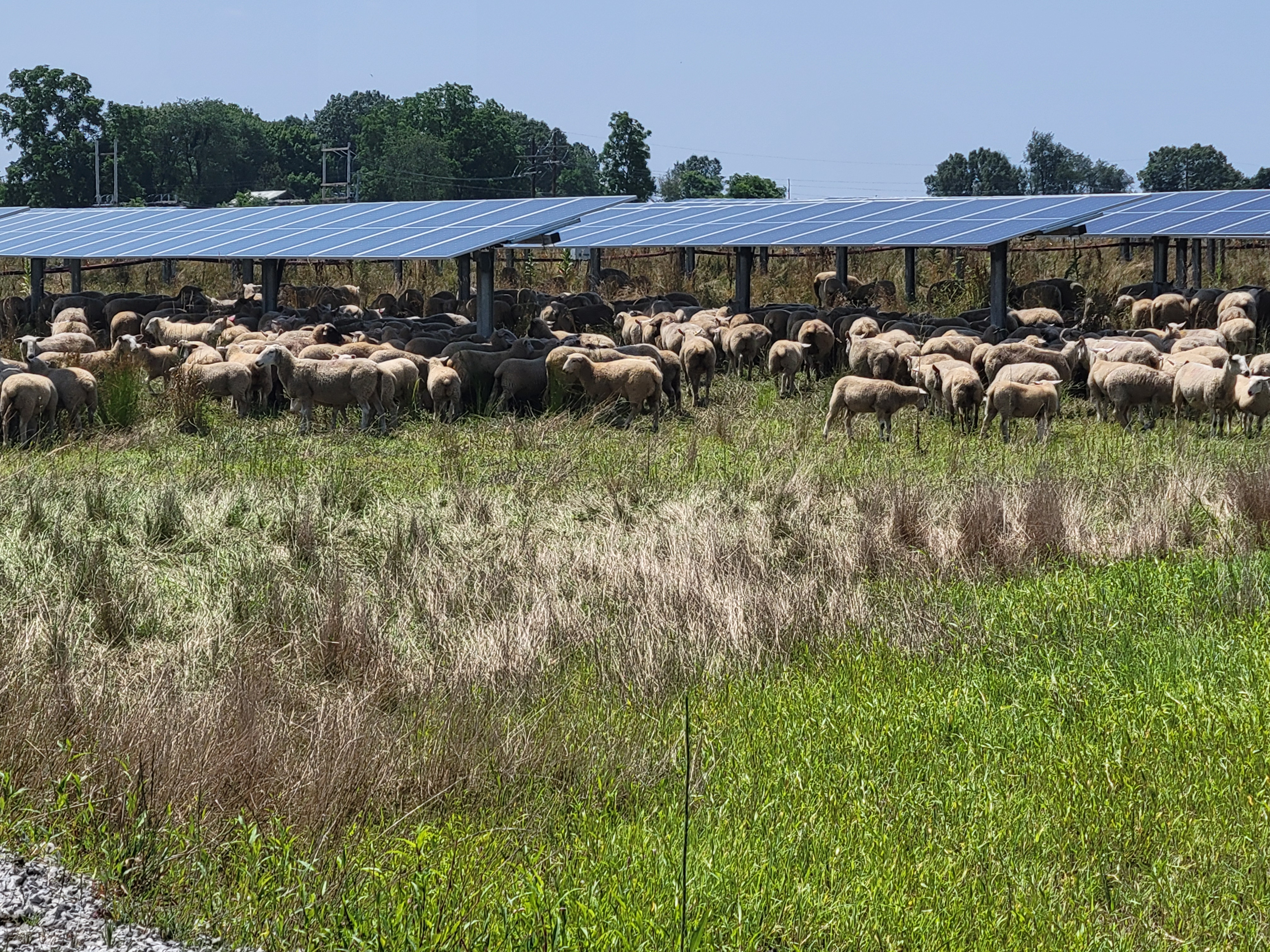 Sheep grazing in front of and around rows of solar panels.
